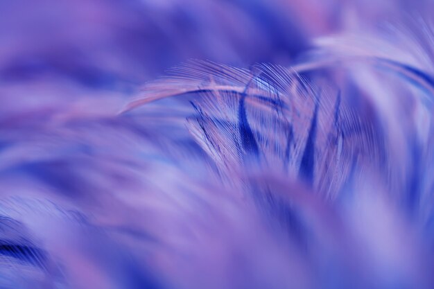 Blur Bird chickens feather texture for background