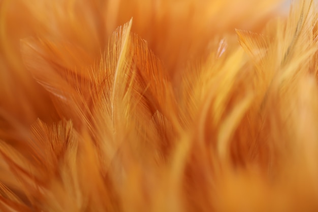 Blur Bird chickens feather texture for background