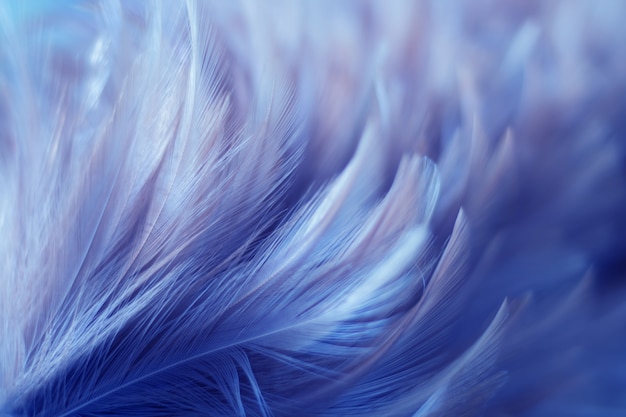 Photo blur bird chickens feather texture for background