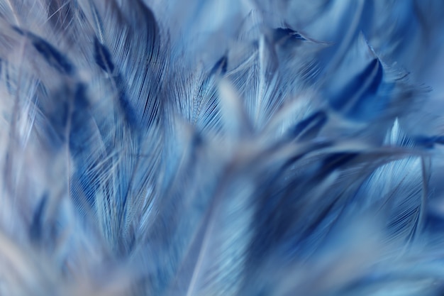 Blur bird chickens feather texture for background