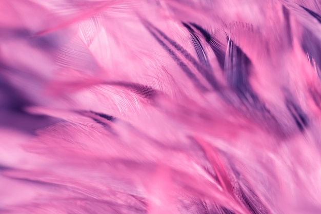 Photo blur bird chickens feather texture for background