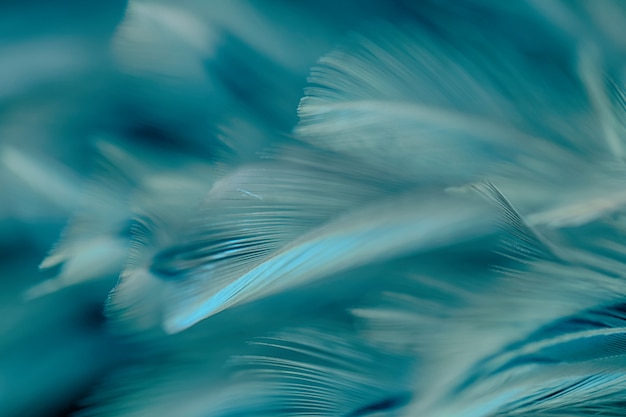 Blur Bird chickens feather texture for background