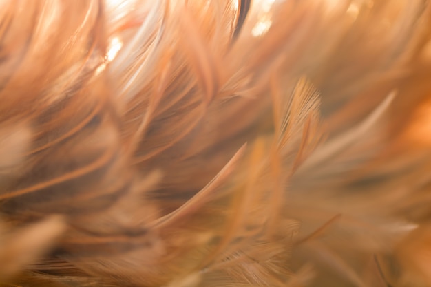 Blur Bird chickens feather texture for background