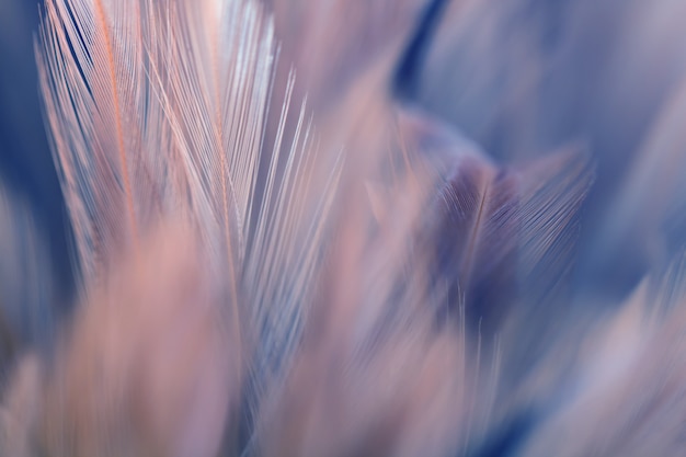 Photo blur bird chickens feather texture for background