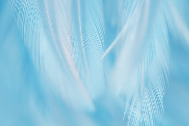 Photo blur bird chickens feather texture for background.