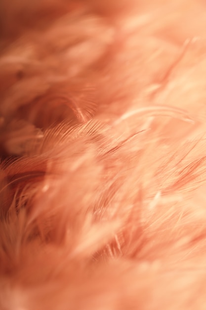 Photo blur bird chickens feather texture for background.