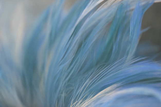 Blur Bird chickens feather texture for background