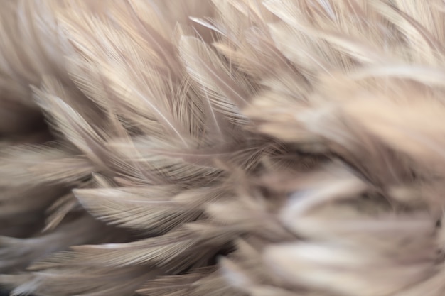 Blur Bird chickens feather texture for background