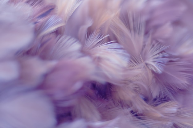 Photo blur bird chickens feather texture for background