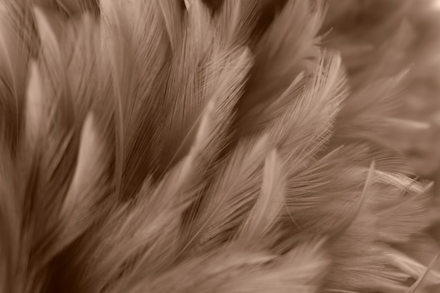 Blur Bird chickens feather texture for background