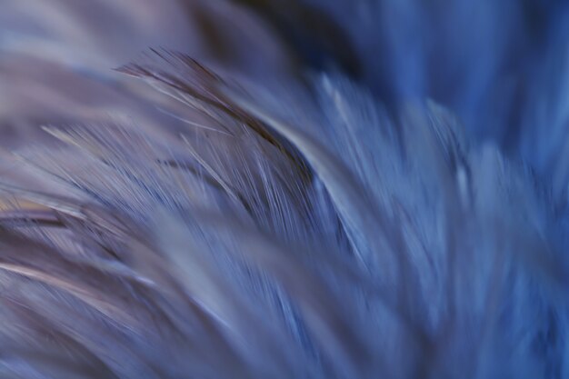 Blur Bird chickens feather texture for background