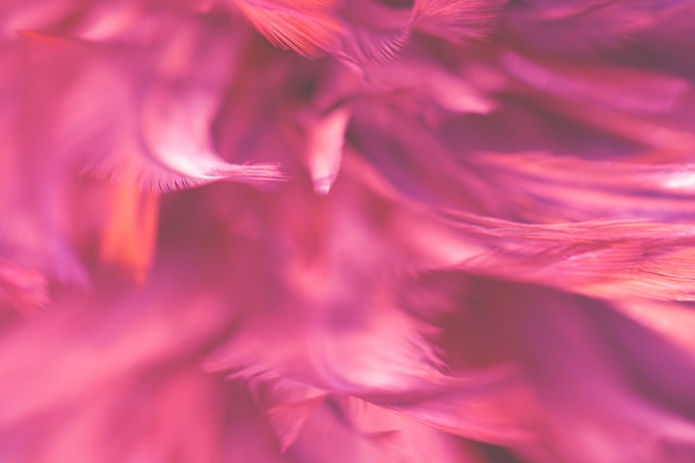 Blur Bird chickens feather texture for background 