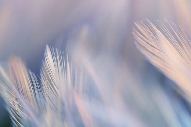 Blur Bird chickens feather texture for background 