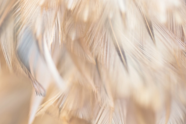 背景の鳥鳥羽の質感をぼかし