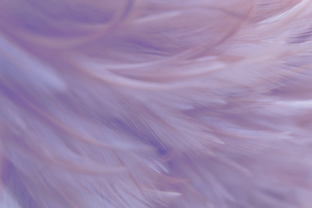 Blur Bird chickens feather texture for background 