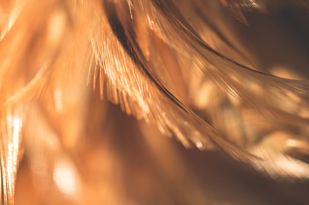 Blur Bird chickens feather texture for background 