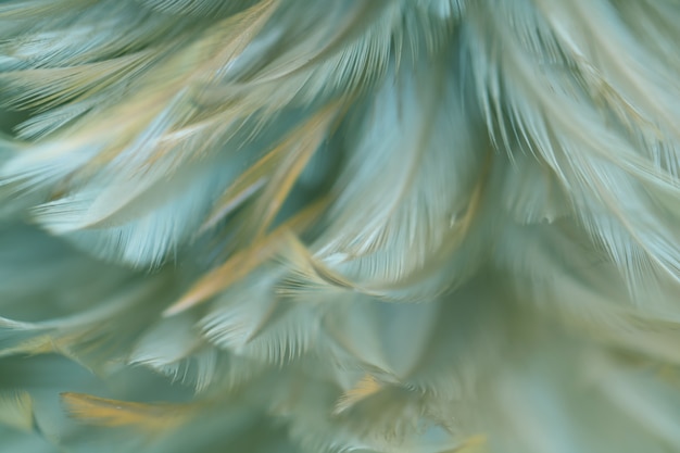 Blur Bird chickens feather texture for background