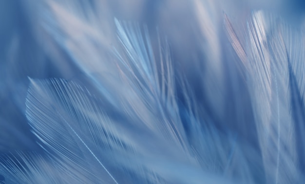 Blur Bird chickens feather texture for background