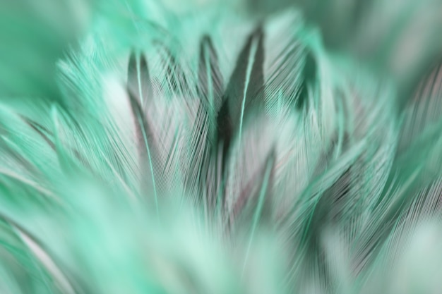 Blur Bird chickens feather texture for background