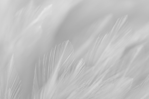 Blur Bird chickens feather texture for background