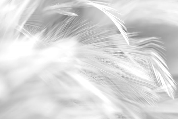 Blur Bird chickens feather texture for background