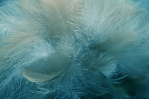 Blur Bird chickens feather texture for background