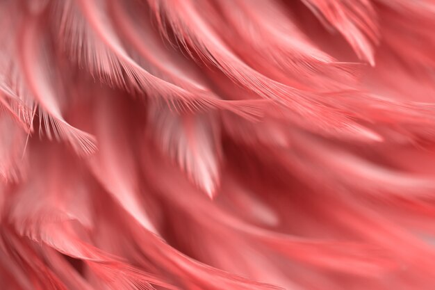 Blur Bird chickens feather texture for background