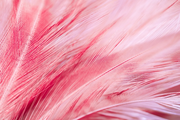 Photo blur bird chickens feather texture for background