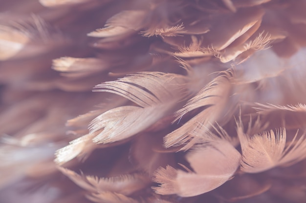 Photo blur bird chickens feather texture for background