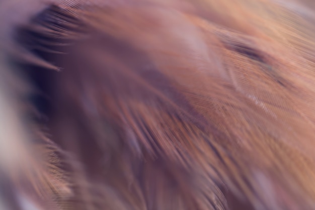 Blur Bird chickens feather texture for background