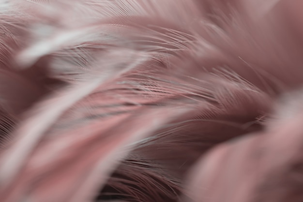 Photo blur bird chickens feather texture for background