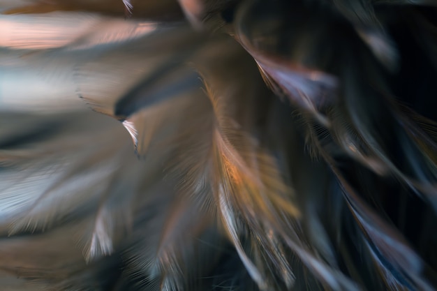 写真 背景の鳥鳥羽の質感をぼかし