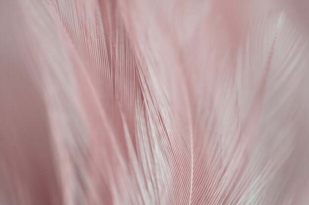 Фото blur bird цыплята перо текстуры для фона