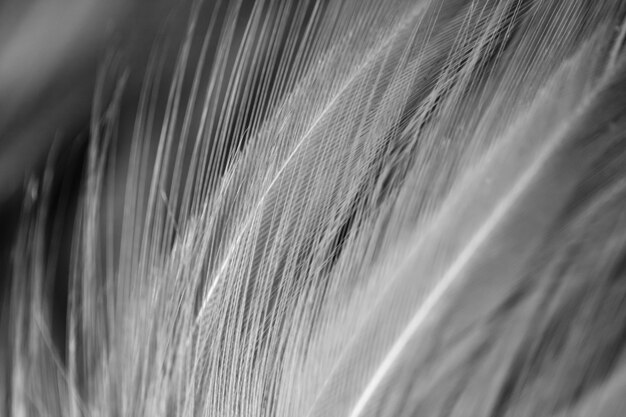 Blur Bird chickens feather texture 