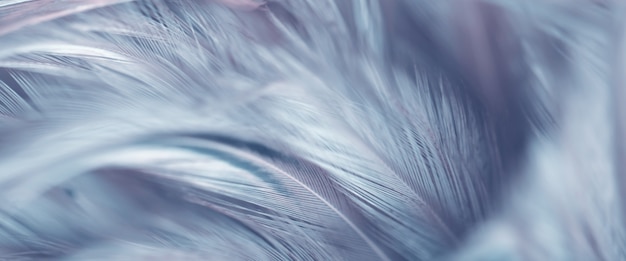 Photo blur bird feather texture for background