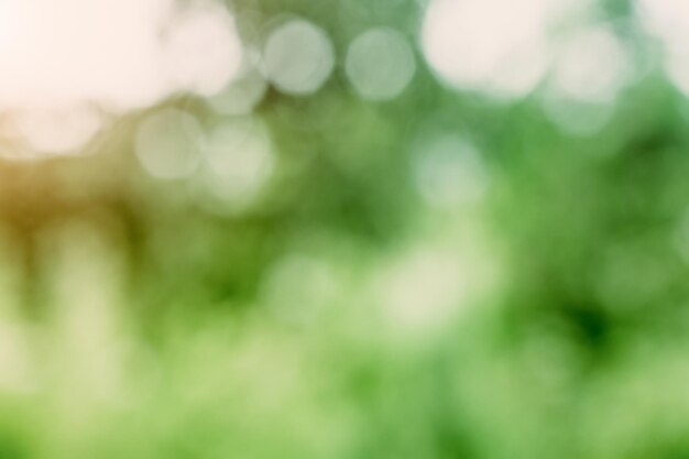 Photo blur bokeh macro background green park landscape