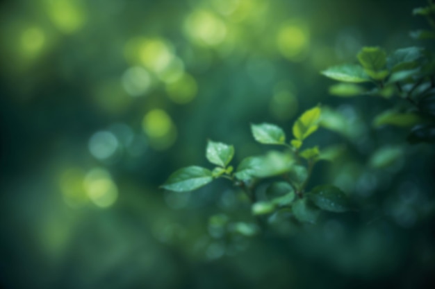 Blur bokeh spring green foliage background