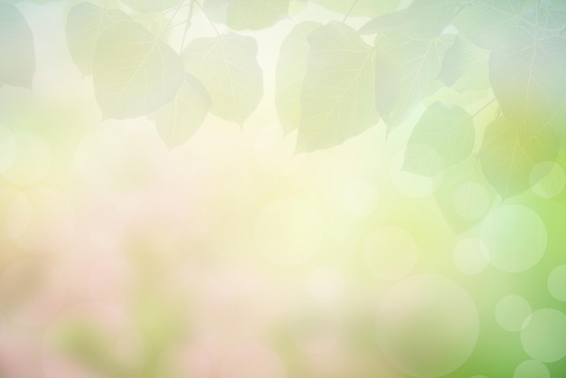 Blur circle bokeh green leaf background Blurry yellow leaves rays light flare nature backdrop