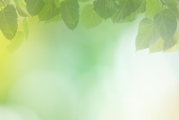 Blur circle bokeh green leaf background Blurry yellow leaves rays light flare nature backdrop