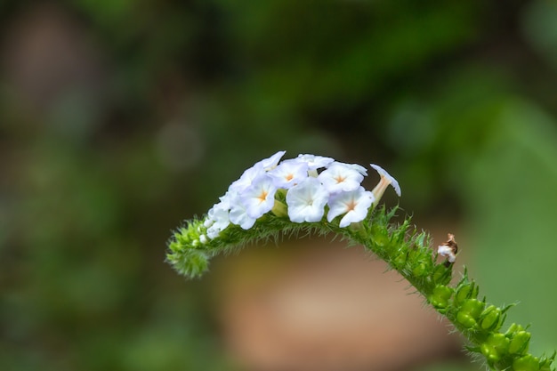 Heliotropium indicum 허브의 초점 근접 촬영 꽃을 흐리게