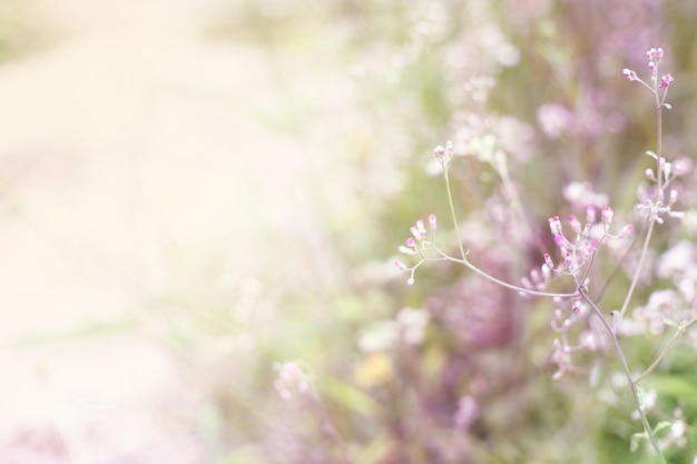 自然の背景として草の花をぼかす