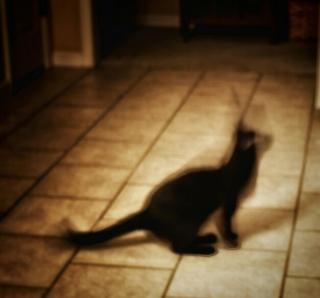 Photo blur image of cat on floor at home