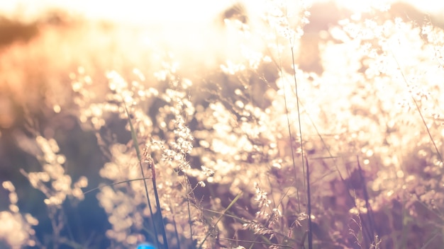 ぼやけた画像夕日の光の自然の背景のフィールドに野生の花。美しい夕日の光の中で牧草地に生えている野草