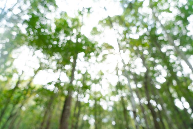 Foto sfocatura natura bokeh foresta verde con la luce del sole