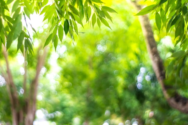 Blur nature bokeh green park