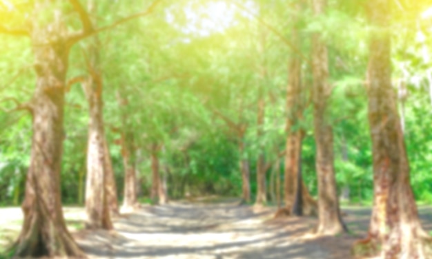 Photo blur nature green park  