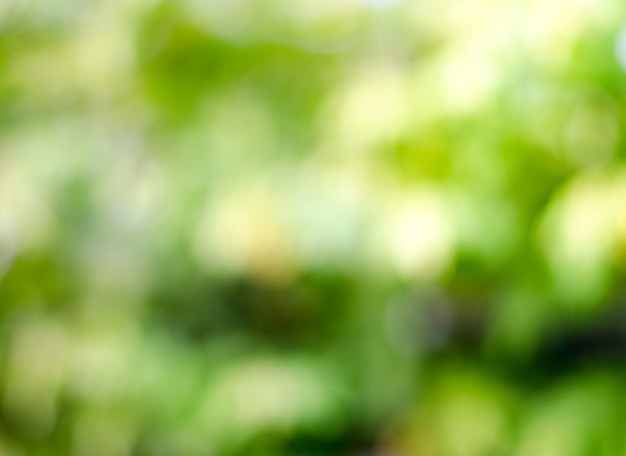 Blur nature green tree background