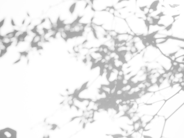 Размытие Наложение Тени Листья ФонАбстрактный эффект солнечного света Природа на сером цементном фонеМакет Дисплей Свободное пространство для добавления Презентация продуктовСтруктура Бетонный материал Конструкция пола
