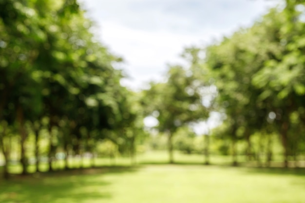 Photo blur park tree in nature green and lawn background,  in garden summer outdoor.