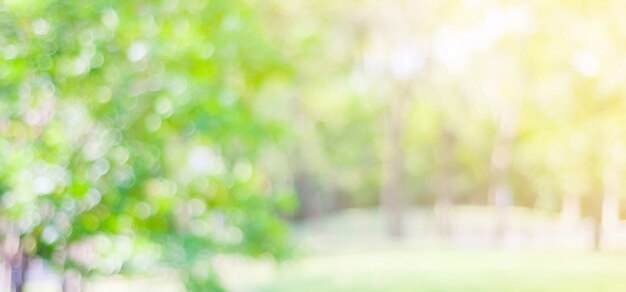 Photo blur park with bokeh light background, nature